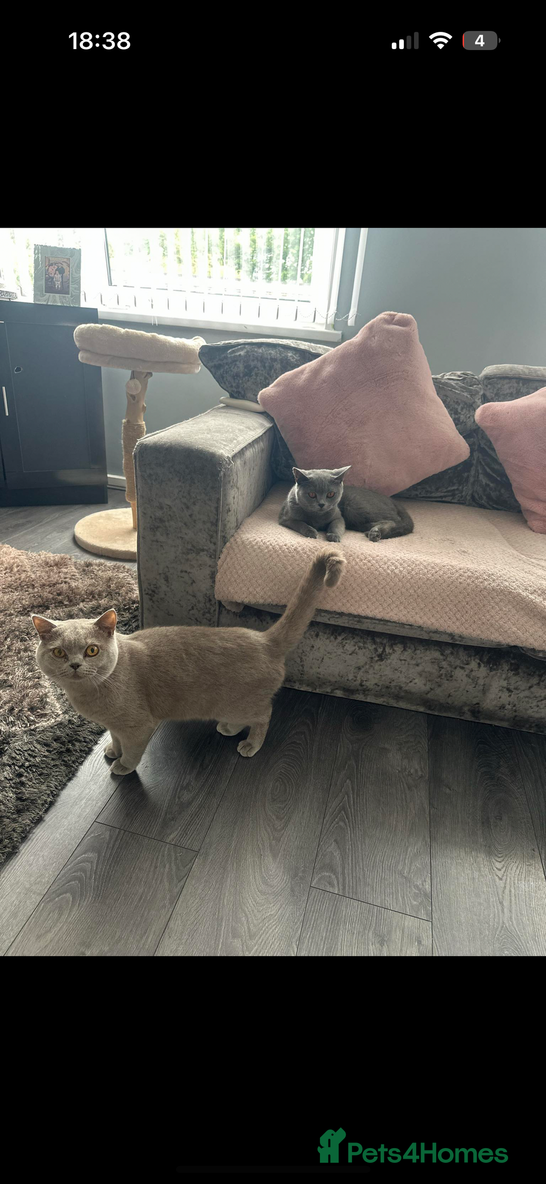 British Shorthair cats for sale: 1 female 1 male British shorthair  - Image 4