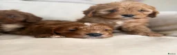 Cavapoo dogs for sale: Gorgeous Red Cavapoo Puppies - Advert 22