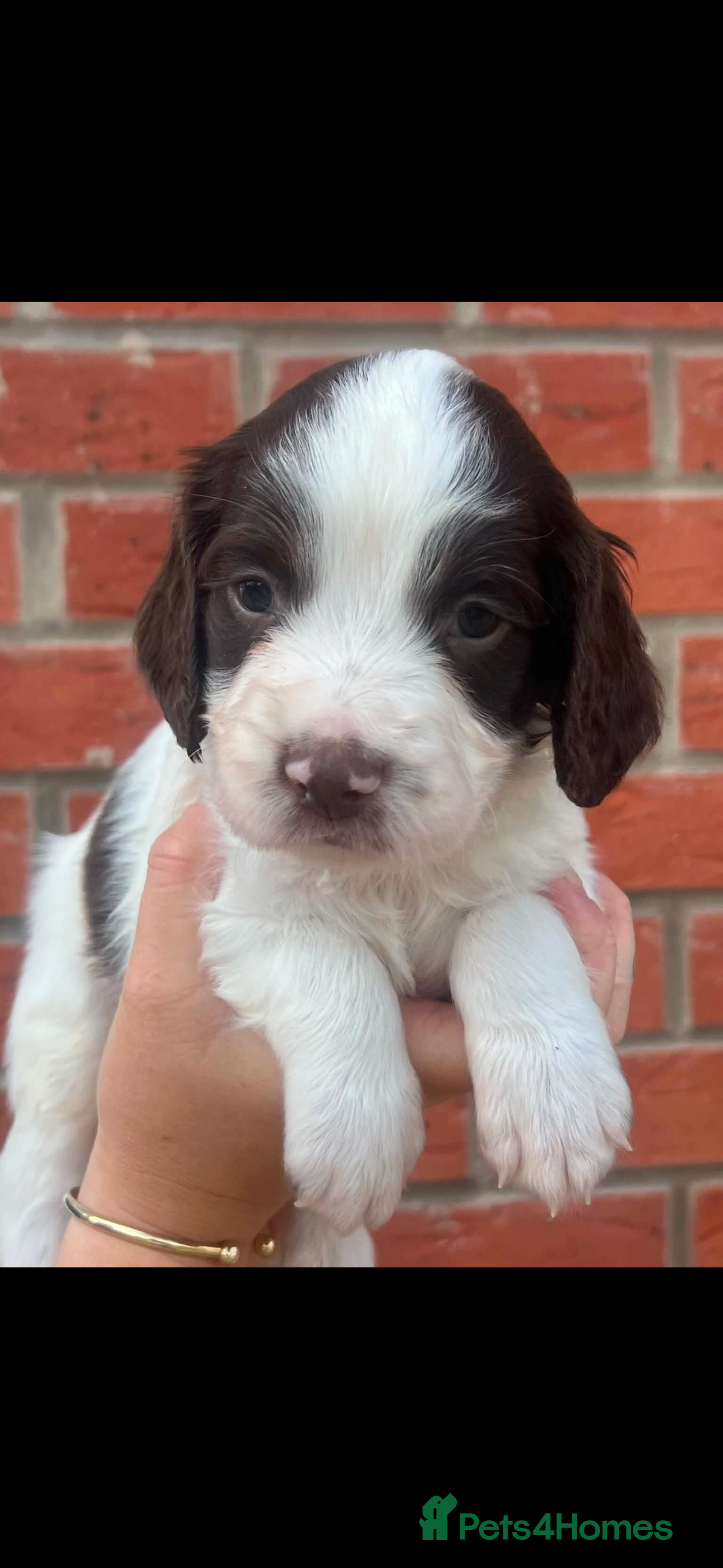 English Springer Spaniel dogs Stunning litter of working springer spaniels - Advert 2