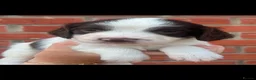 English Springer Spaniel dogs for sale: Stunning litter of working springer spaniels - Advert 2