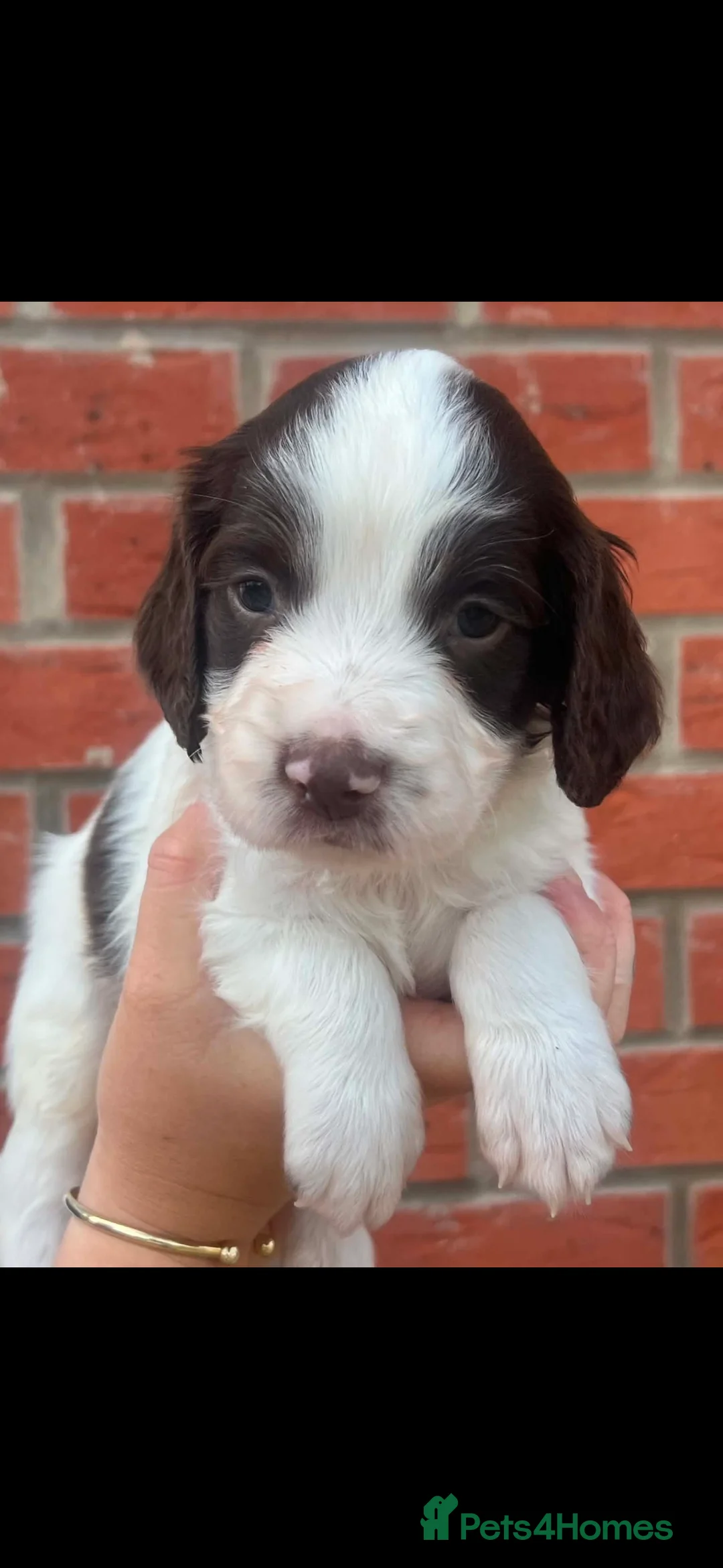 English Springer Spaniel dogs for sale: Stunning litter of working springer spaniels - Advert 2