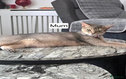 Abyssinian cats for sale: Abyssinian kittens for sale - Image 8