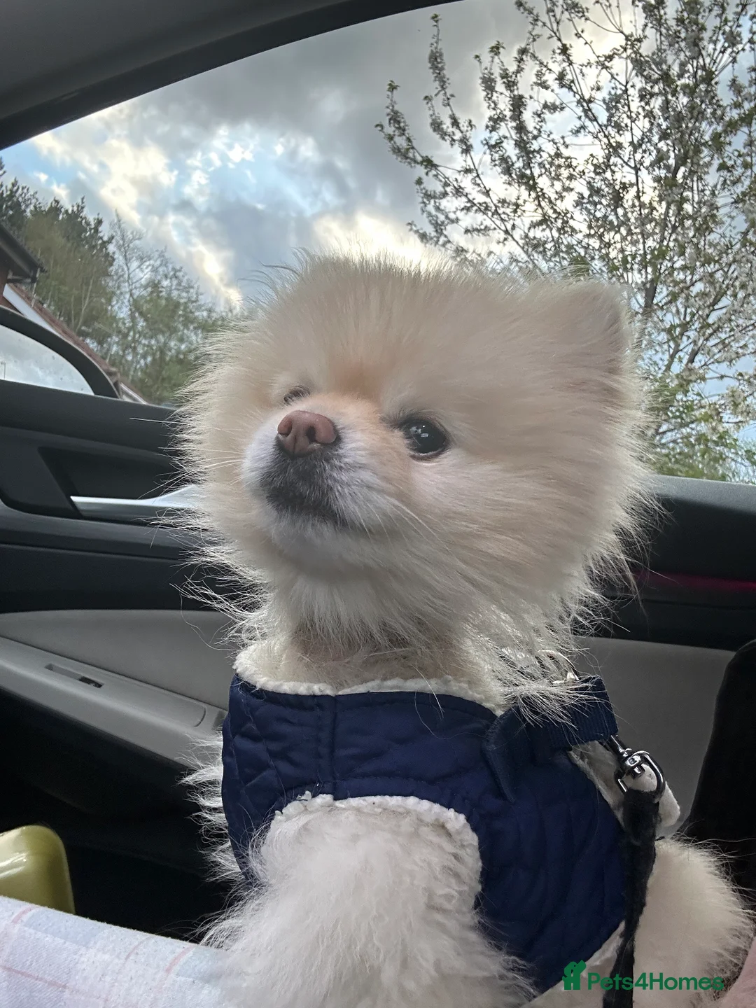 Pomeranian dogs for sale: Beautiful KC registered  **  pomeranian boy - Advert 4