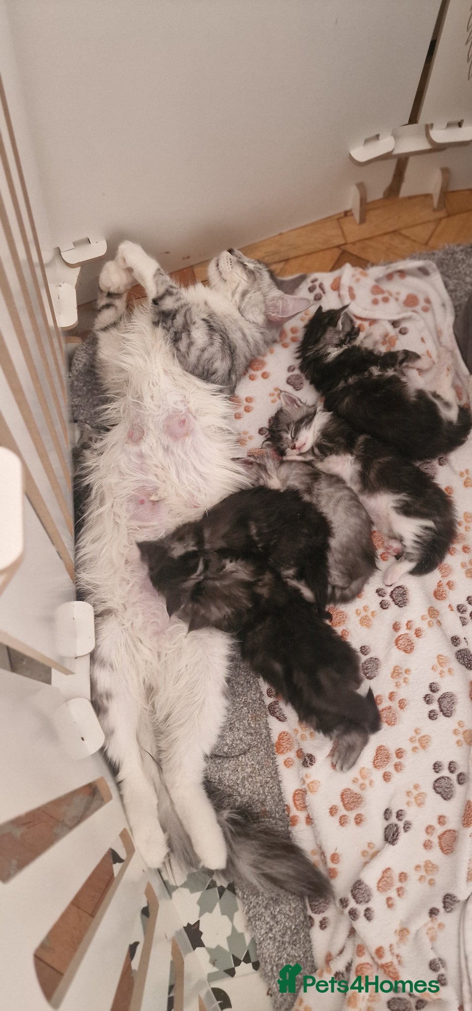 Maine Coon cats for sale: Tica Registered, Russian Line Maine Coon Kittens - Advert 8