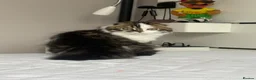 Scottish Fold cats for sale: Scottish Fold TICA Pedigree  - Advert 29