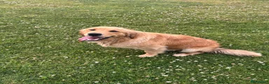 Golden Retriever 1