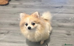 Pomeranian dogs for sale: 2 stunning teddy bear Pomeranians boys - Image 7