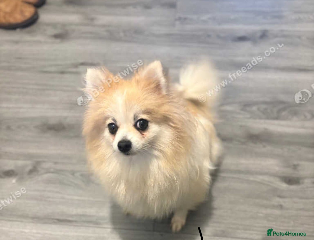 Pomeranian dogs for sale: 2 stunning teddy bear Pomeranians boys - Image 7