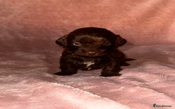 Shihpoo dogs for sale: Stunning Shihpoo’s ⭐️⭐️⭐️⭐️ - Image 9