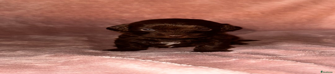 Chocolate boy - small white chest 