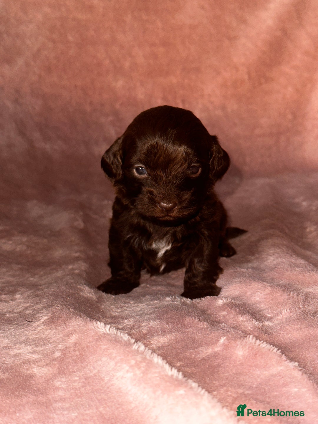 Shihpoo dogs for sale: Stunning Shihpoo’s ⭐️⭐️⭐️⭐️ - Image 9