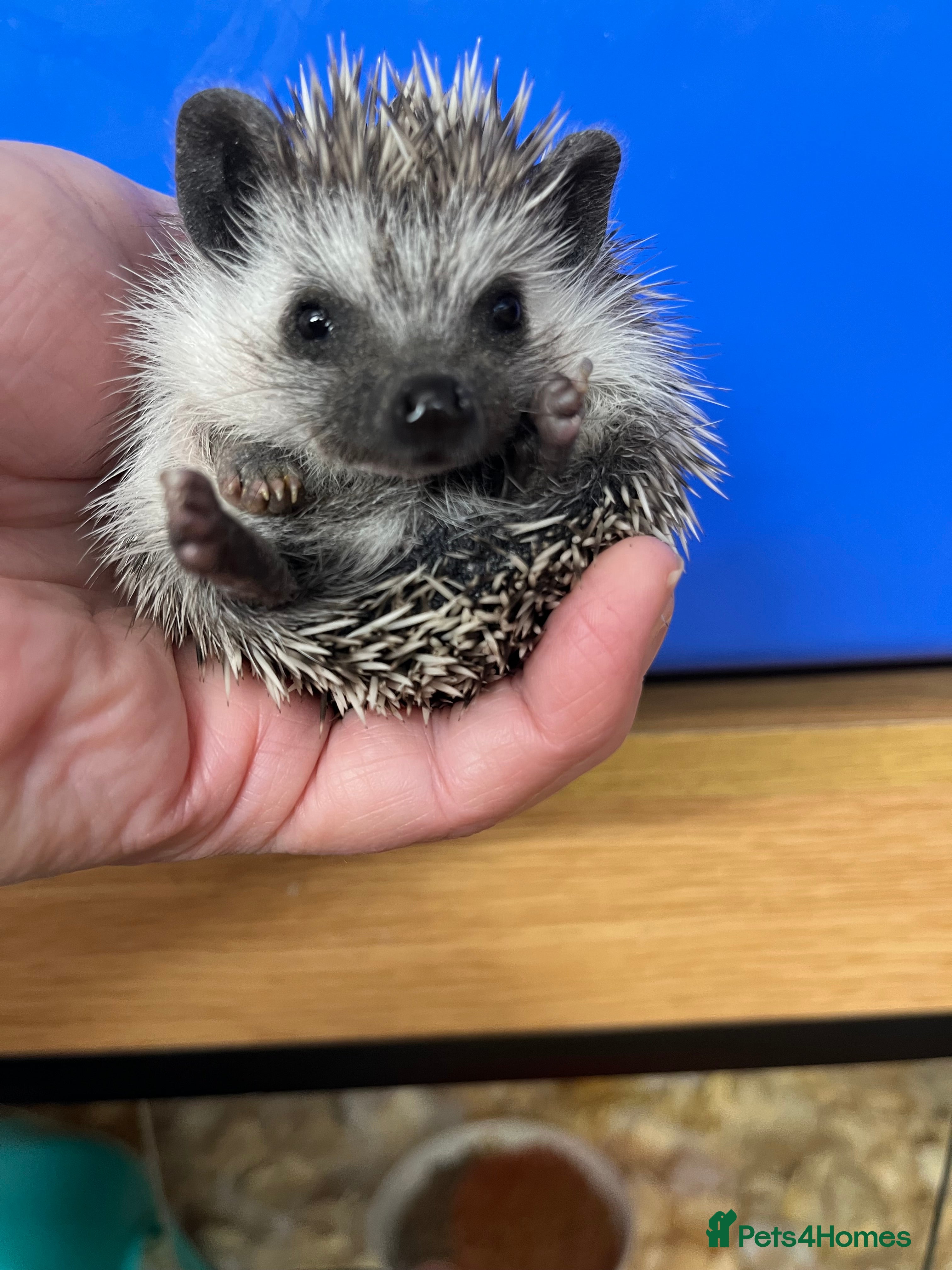 Pygmy Hedgehog rodents Jet black /snowflake/  baby hoglets ready now! - Advert 1