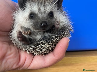 Pygmy Hedgehog rodents Jet black /snowflake/ baby hoglets ready now! - Advert 3