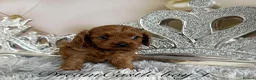 Cavapoo dogs for sale: Asian teddy poodle dad tiny Cavapoo puppies - Advert 18