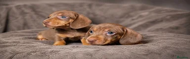 Miniature Dachshund Puppy 4