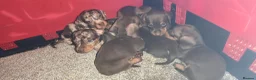 Miniature Dachshund dogs for sale: Super small miniature dachshund kc - Advert 6