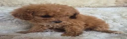 Cavapoo dogs for sale: Toy cavapoos heath checked 100 percent perfect - Advert 30