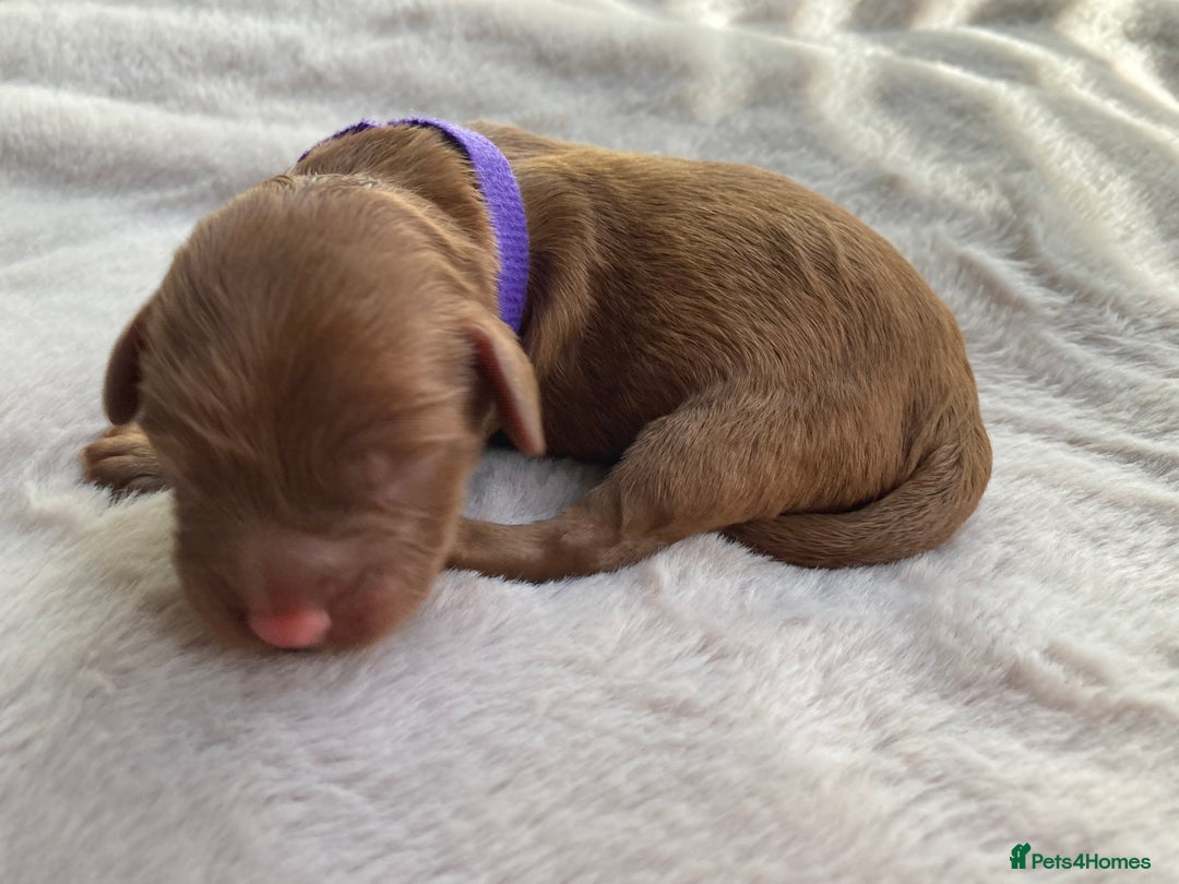 Mixed Breed dogs for sale: Cockapoo/Cavapoo Mix Puppies Available 10 Nov 25 - Image 26