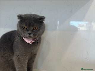 British Shorthair cats - Advert 35