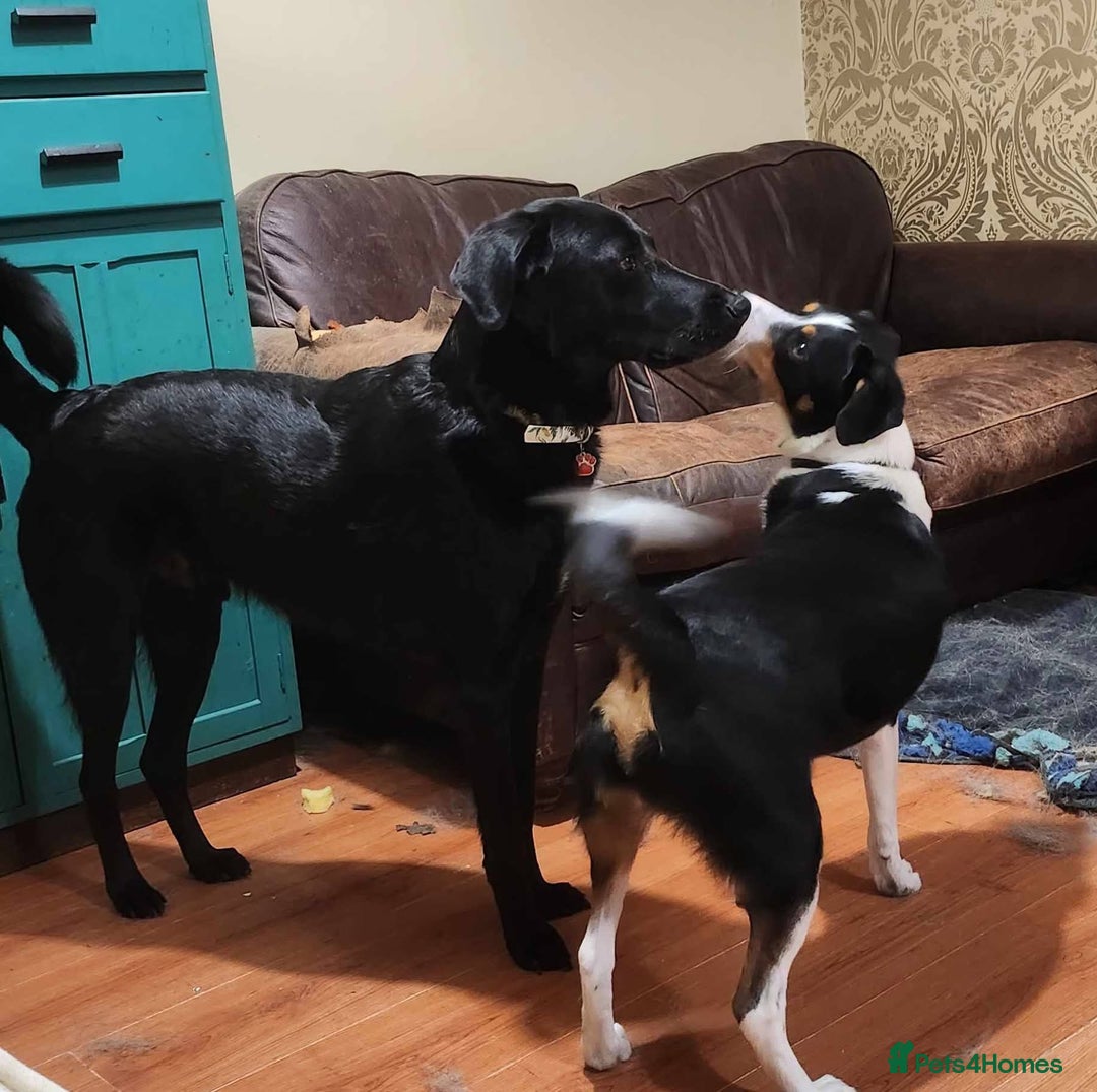 Mixed Breed dogs for adoption: Buddy 5 years old  - Advert 3