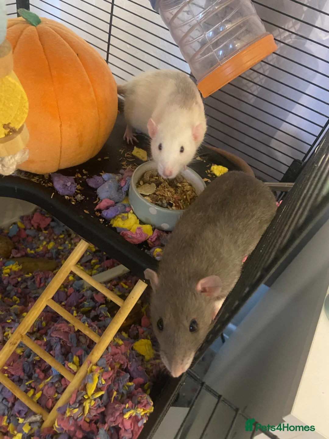 Rat rodents for sale: 2 female rats for rehoming  in Rickmansworth - Advert 1
