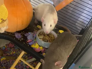 Rat rodents 2 female rats for rehoming - Advert 9