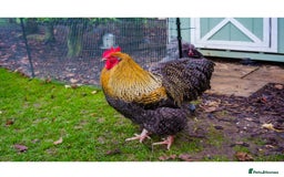 Chickens poultry for sale: Two Stunning Cockerels Looking for New Homes - Image 2