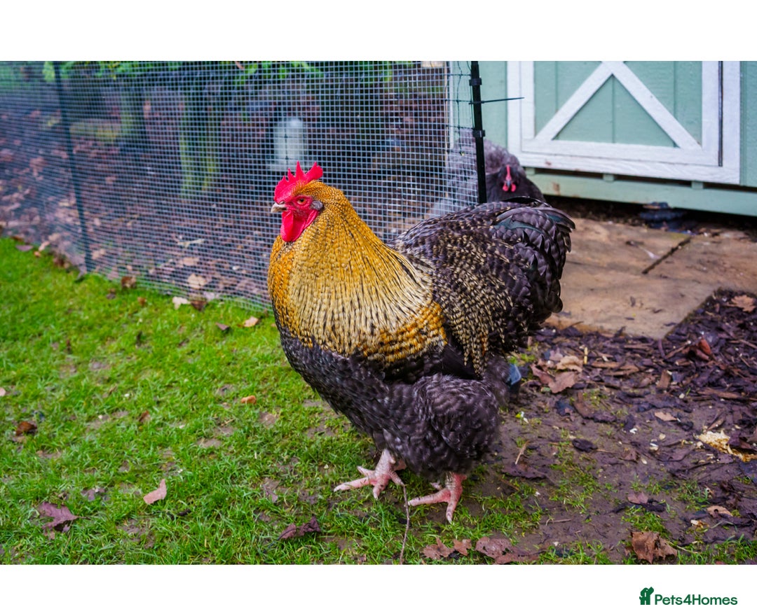 Chickens poultry for sale: Two Stunning Cockerels Looking for New Homes - Image 2