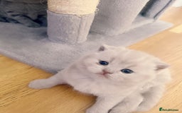 British Shorthair cats for sale: Adorable Purebred British Shorthair Kittens 🐾 - Image 14
