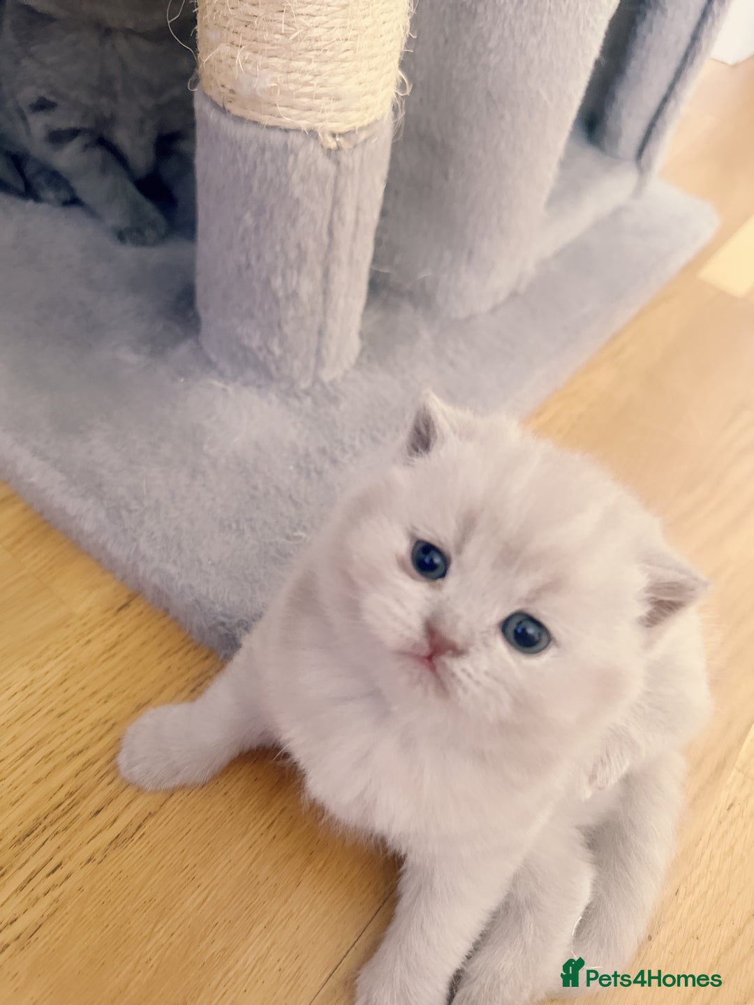 British Shorthair cats for sale: Adorable Purebred British Shorthair Kittens 🐾 - Image 14