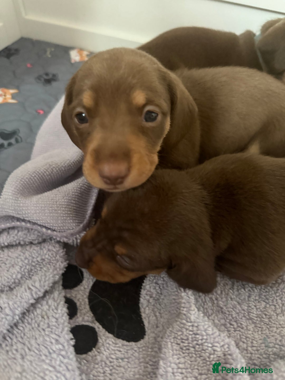 Miniature Dachshund dogs for sale: Gorgeous miniature dachshunds   - Advert 4