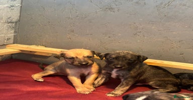 Lurcher dogs - Advert 4