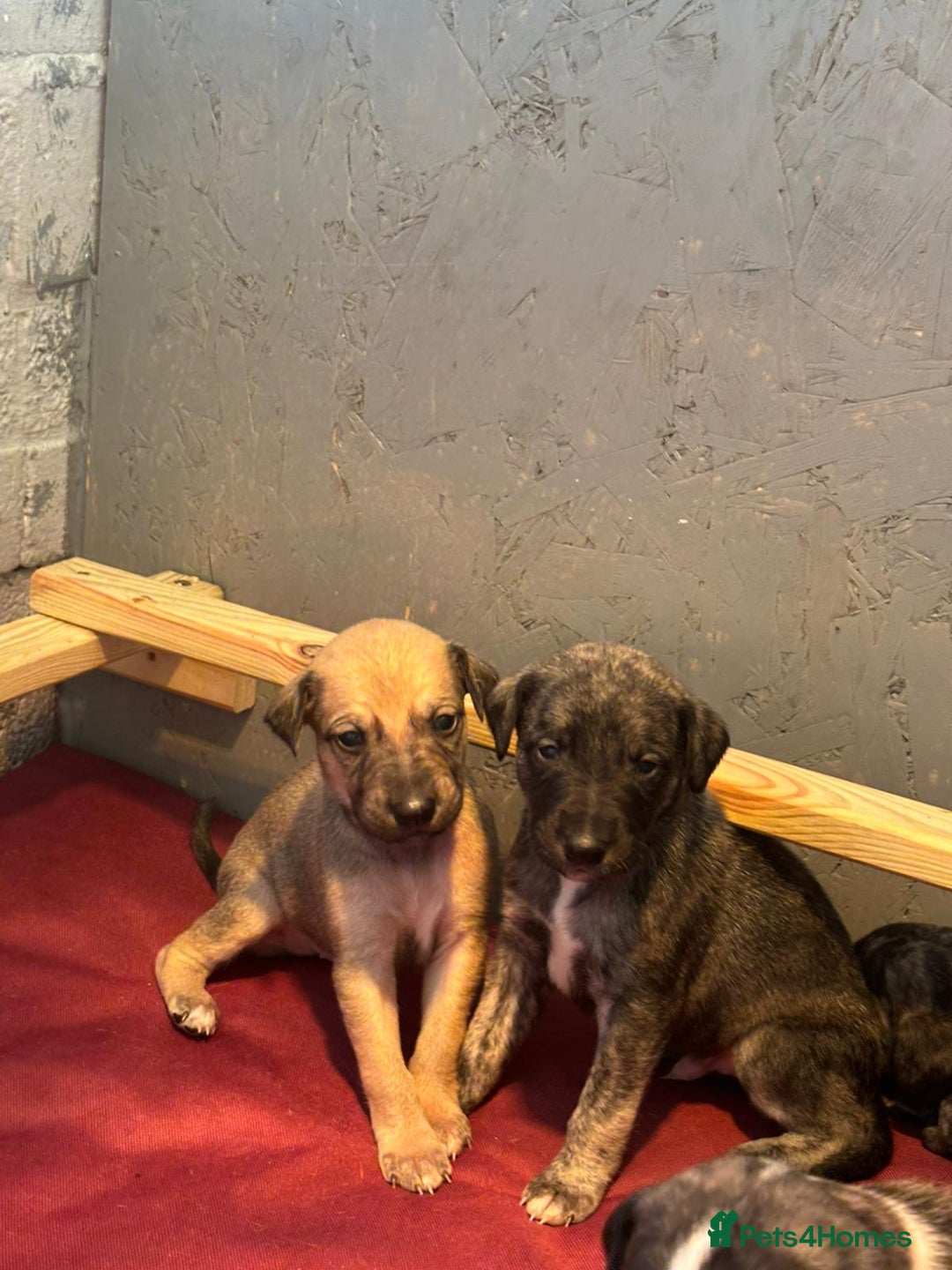Lurcher dogs for sale: Whippet/greyhound/bull X greyhound/whippet/collieX - Image 2
