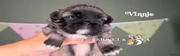 Pekingese dogs for sale: Fawn girl & boy kc reg licensed breeder - Advert 9