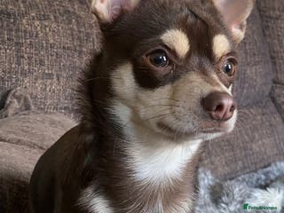 Chihuahua dogs Reggie the chocolate chi for stud in Ipswich - Advert 13