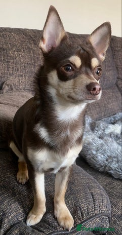 Chihuahua Mix Small Shepherd Mix Pomeranian Australian Shepherd