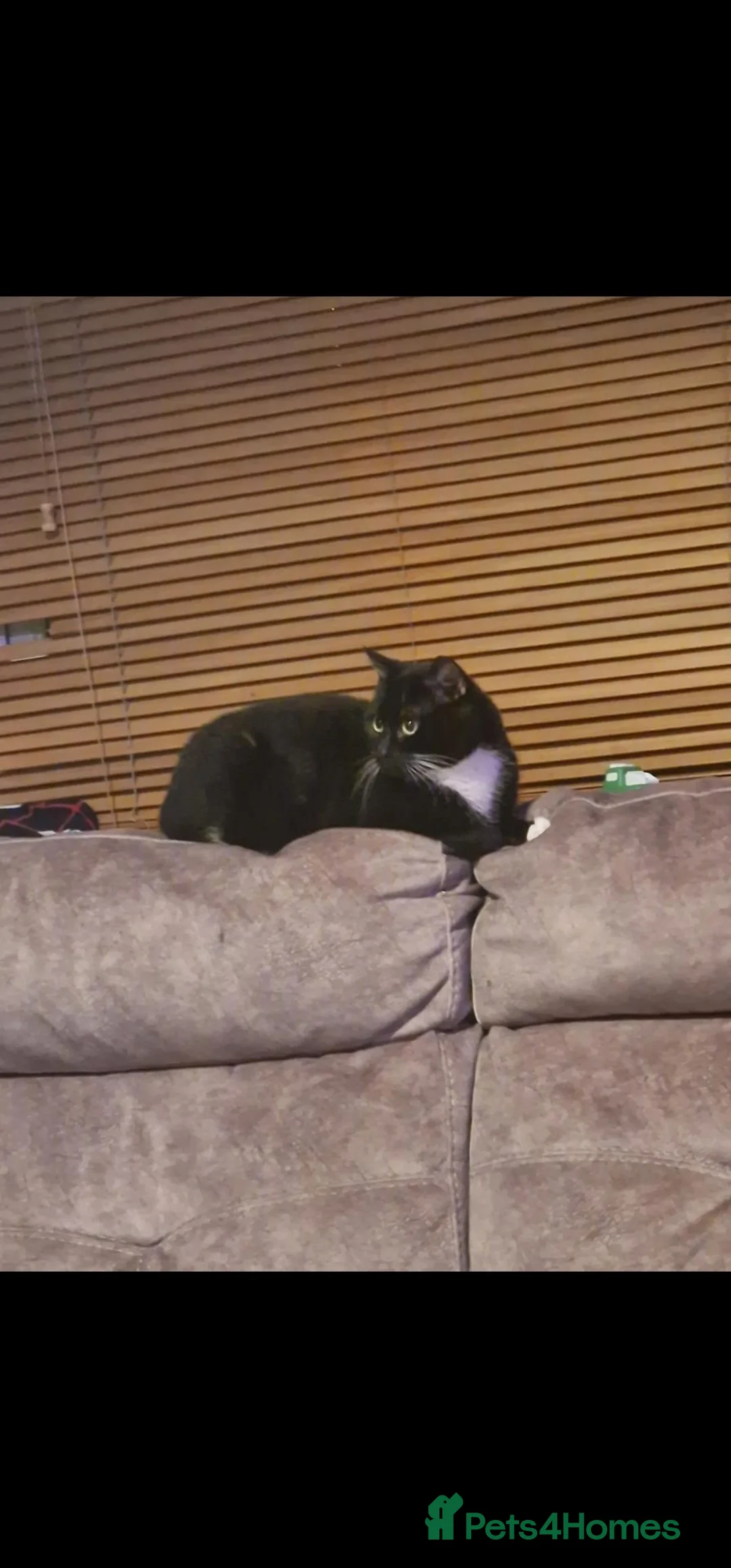 Mixed Breed cats for sale: Oreo male cat for sale - Advert 2