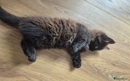 Domestic Shorthair cats for sale: 1 male 1 female  - Image 2