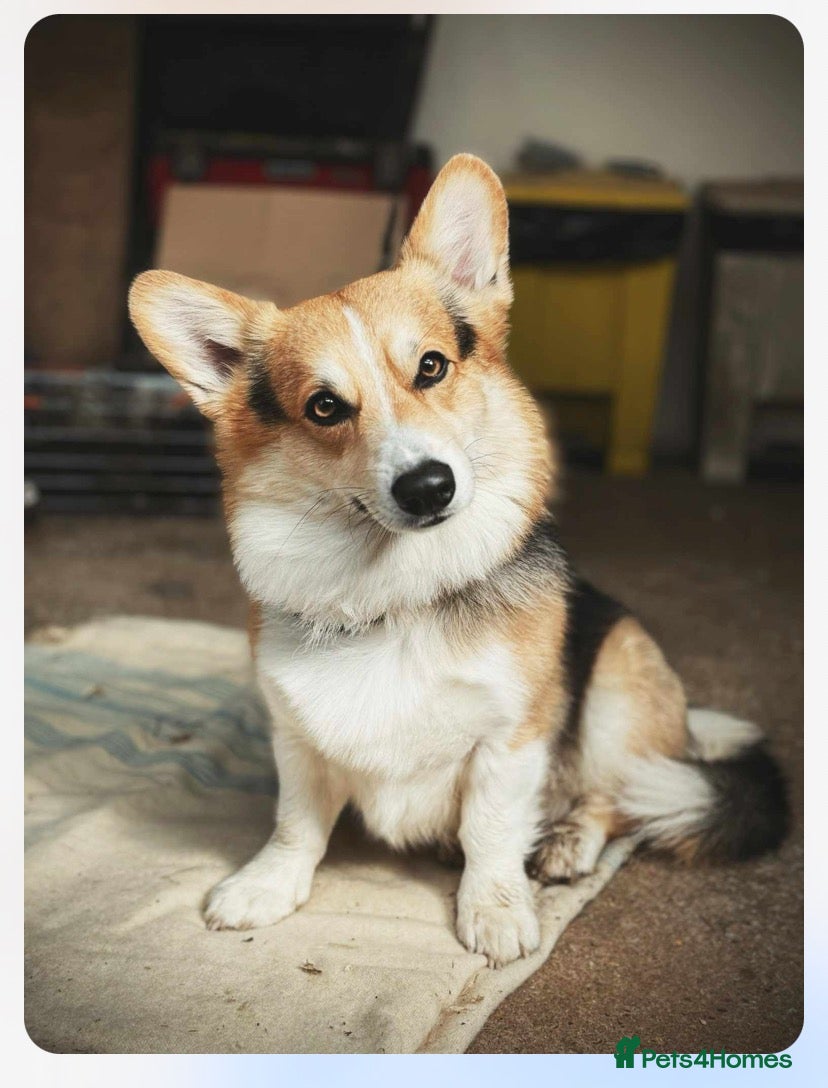 Welsh Corgi Pembroke dogs Proven Welsh Pembroke Corgi Stud  - Advert 1
