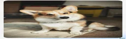 Welsh Corgi Pembroke dogs for stud: Proven Welsh Pembroke Corgi Stud  - Advert 1