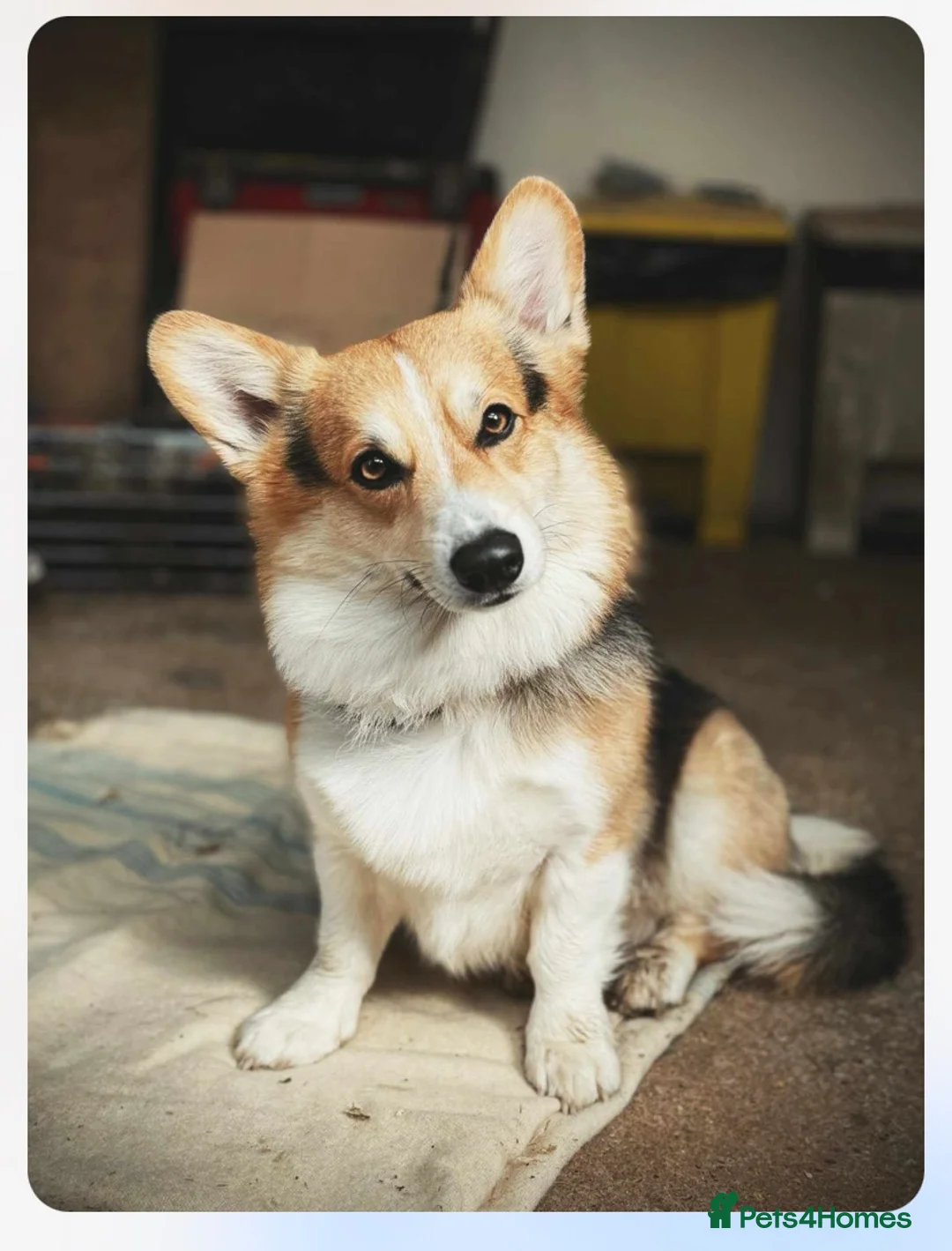 Welsh Corgi Pembroke dogs for stud: Proven Welsh Pembroke Corgi Stud  - Advert 1