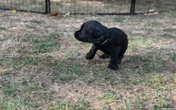 Cocker Spaniel dogs for sale: Cocker Spaniel Puppies looking for the best homes - Image 32