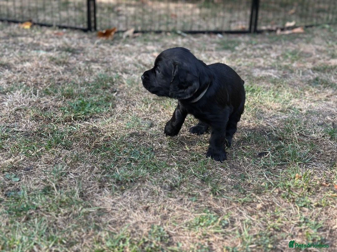 Cocker Spaniel dogs for sale: Cocker Spaniel Puppies looking for the best homes - Image 32