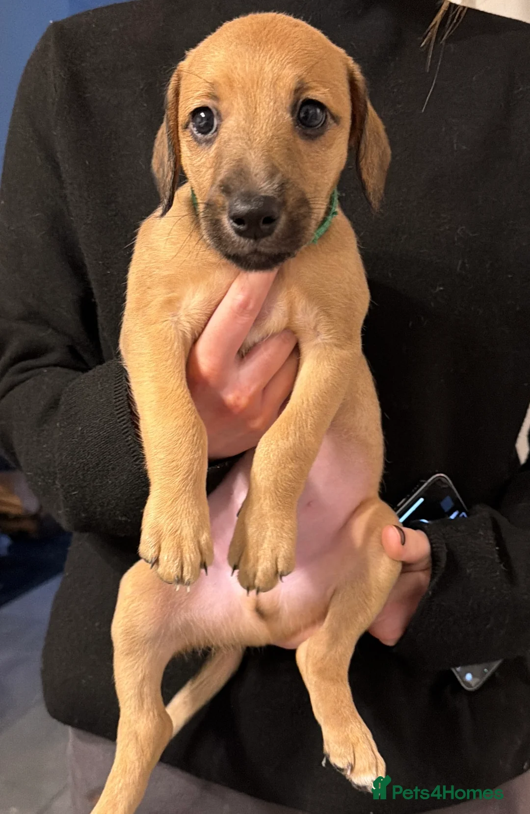 Mixed Breed dogs for sale: Bedlington x Whippet - Advert 2