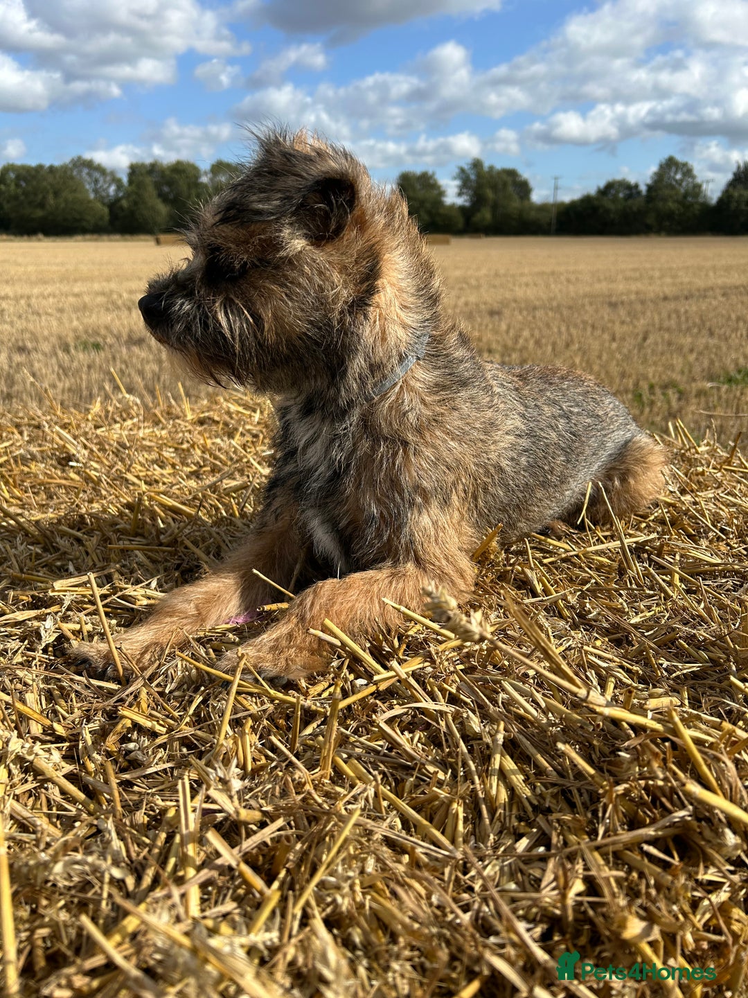 Border Terrier dogs for sale: Beautiful Border Terrier Pups - Advert 12