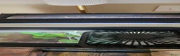 Frog reptiles for sale: Red-eyed tree frogs & established enclosure in Cambridge - Advert 6