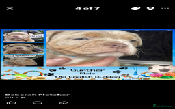 Olde English Bulldogge dogs for sale: Olde English Bulldogs - Advert 16