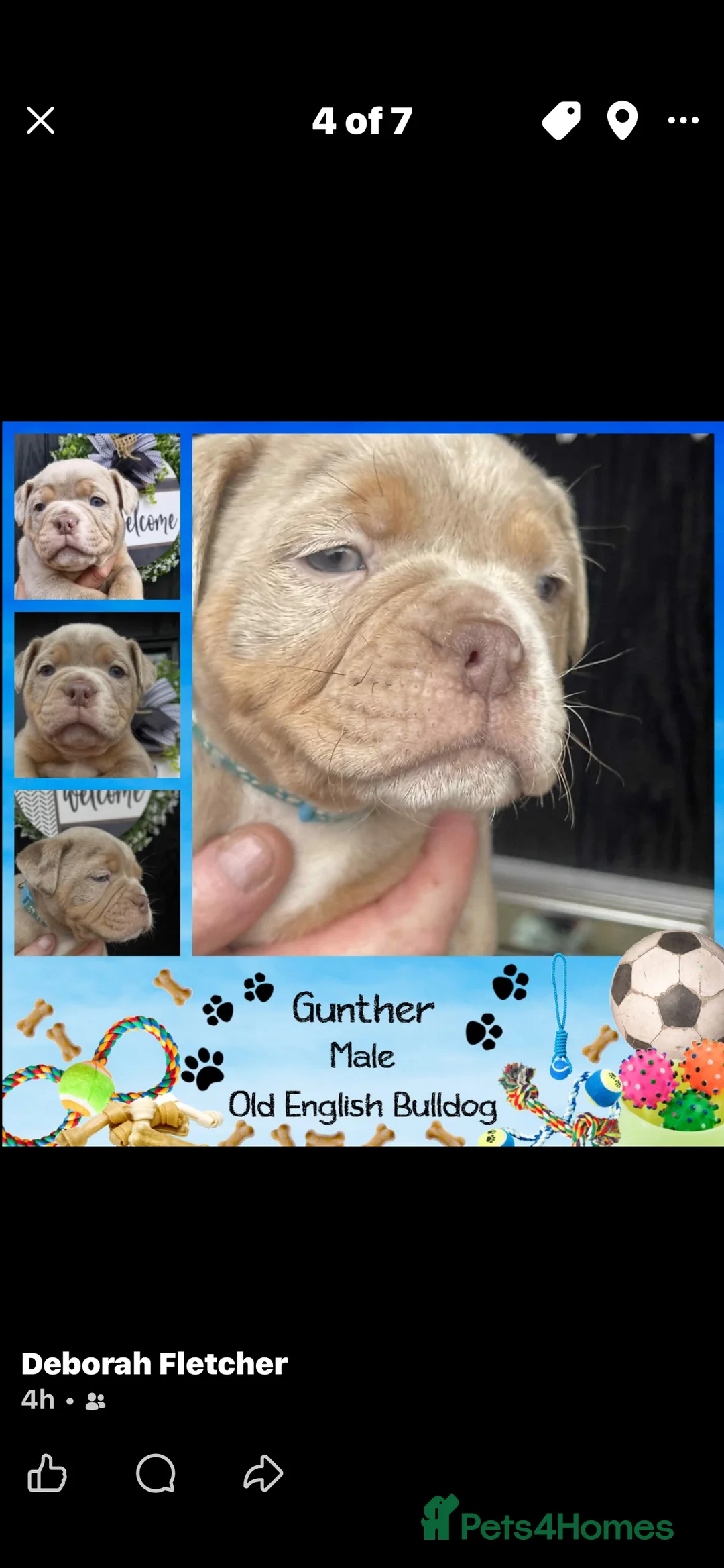 Olde English Bulldogge dogs for sale: Olde English Bulldogs - Advert 13