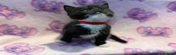 Mixed Breed cats for sale: 3 GORGEOUS KITTENS LEFT READY TOMORROW  - Advert 11