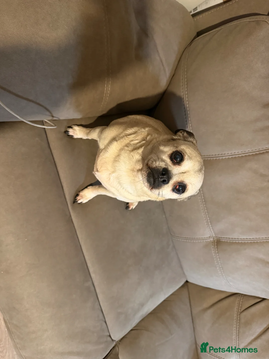 Jug dogs for sale: My little girl Daisy  - Advert 1